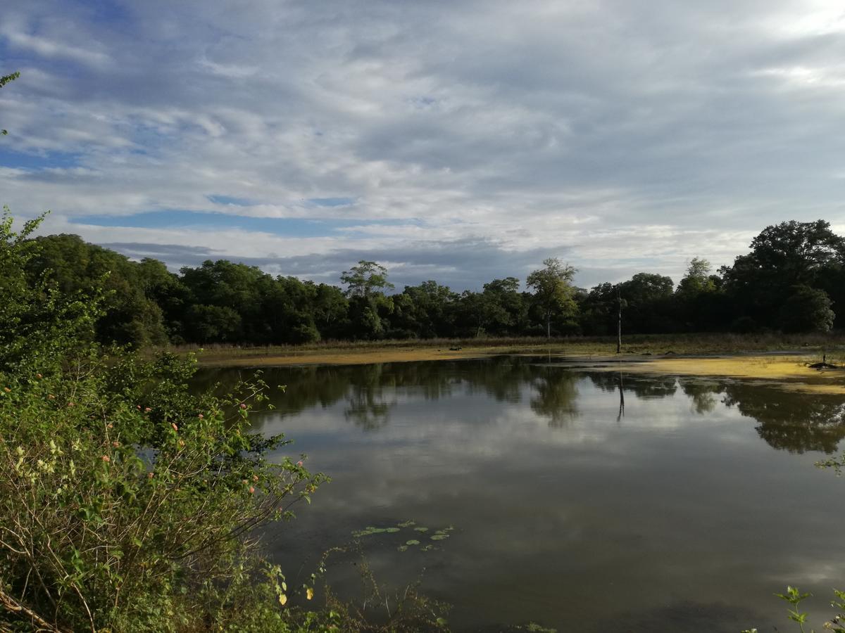 Induwara Safari Resort ウダワラウェ エクステリア 写真