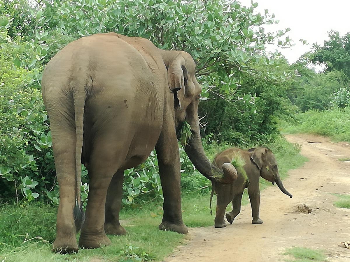 Induwara Safari Resort ウダワラウェ エクステリア 写真