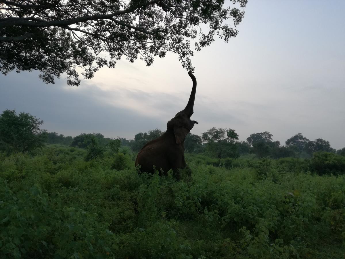 Induwara Safari Resort ウダワラウェ エクステリア 写真