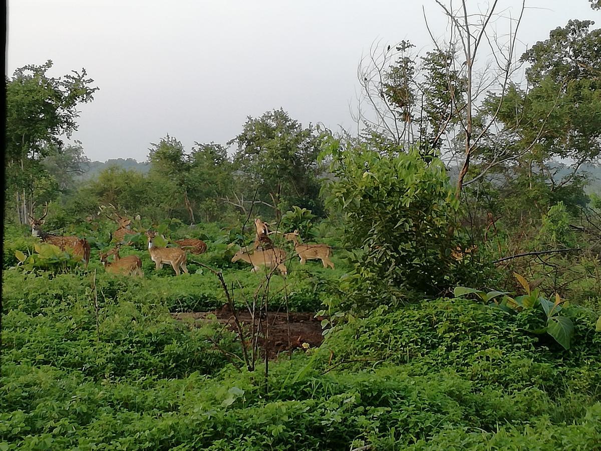 Induwara Safari Resort ウダワラウェ エクステリア 写真