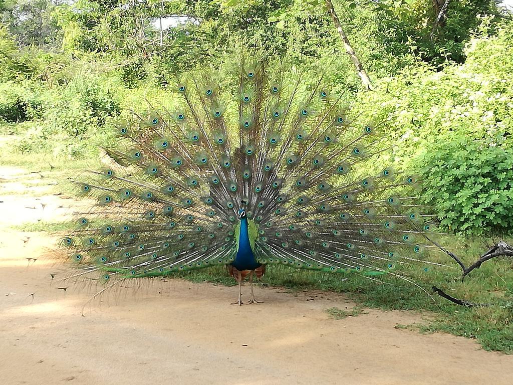 Induwara Safari Resort ウダワラウェ エクステリア 写真