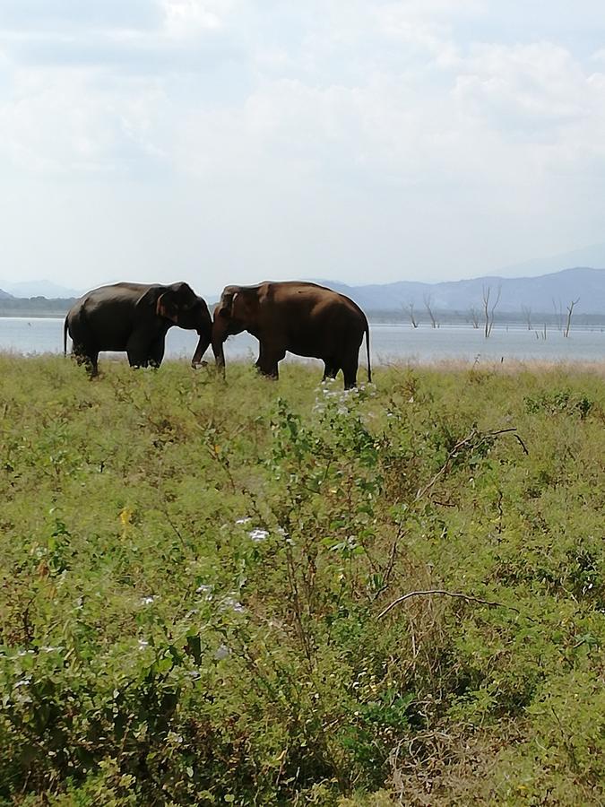 Induwara Safari Resort ウダワラウェ エクステリア 写真