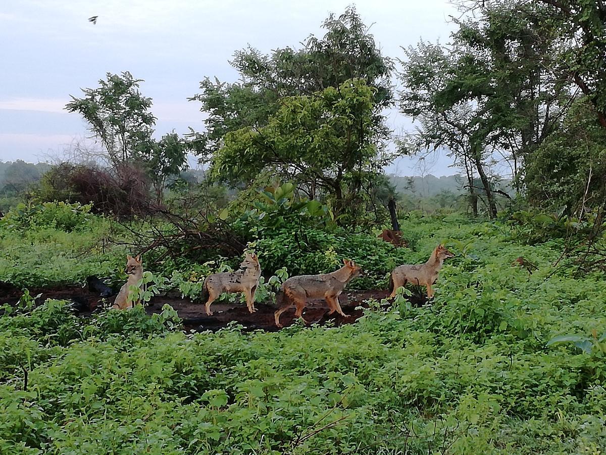 Induwara Safari Resort ウダワラウェ エクステリア 写真